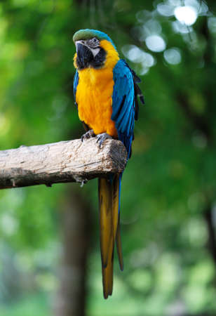 Blue and Gold Macaws are one of the largest members of the Parrot family