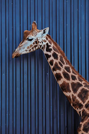 The head and neck of a Rothschild Giraffe against a dark blue buildingの写真素材