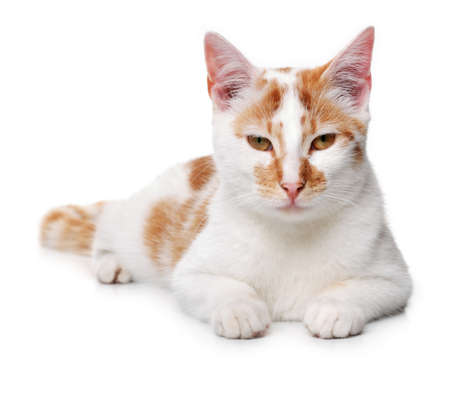 Young white and red cat on a white backgroundの写真素材