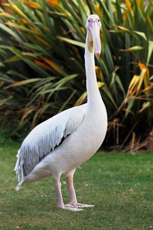 Great White Pelican is one of the largest flying birds in worldの写真素材