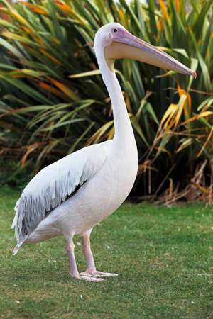 Great White Pelican is one of the largest flying birds in worldの写真素材