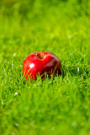 Red apple laying down on the grass on a sunny dayの写真素材