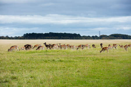 A herd of deer in the Phoenix Park in Dublin, Ireland, one of the largest walled city parks in Europe of a size of 1750 acresの写真素材