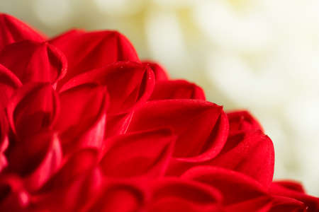A close-up picture of petals of a red flower