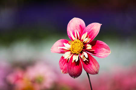 Beautiful flower in a sunlight on a flowery backgroundの写真素材