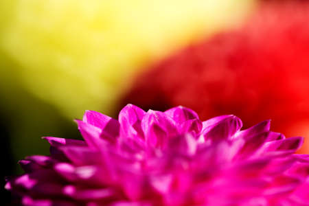 A close-up picture of petals of a pink flowerの写真素材