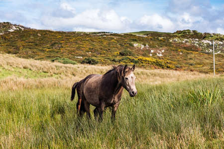 Horses near Connemara National Park, Co. Galway, Ireland are much enjoying this spectacularly beautiful part of the worldの写真素材