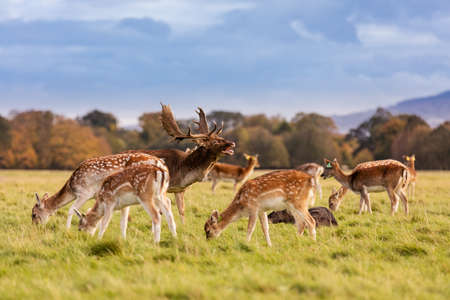 Wild Irish fauna, a herd of wild deer which roam and graze in Phoenix Park, Dublin, Irelandの写真素材