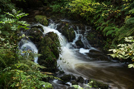 Stream in the forest surrounded by a beautiful scenicの写真素材
