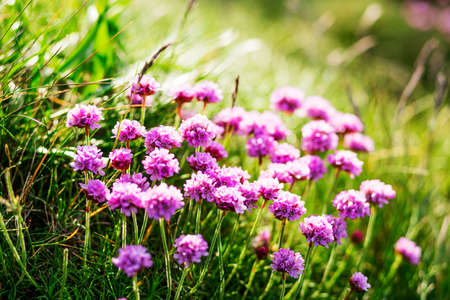 A close-up picture of a purple flowersの写真素材