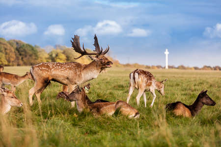 Wild Irish fauna, a herd of wild deer which roam and graze in Phoenix Park, Dublin, Irelandの写真素材