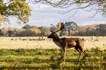 Close-up shot of a Red Deer grazing in Phoenix Park, Dublin, Ireland. Characterized by its white spots, this deer is the most commonly encountered type of deer in Irelandの写真素材