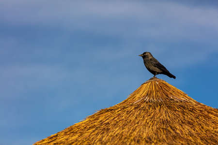 Western jackdaw perched atop a straw hut in Dublin City Zoo, Irelandの写真素材