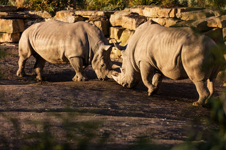 Two rhinos fighting in dust at sundown in Dublin City Zoo, Irelandの写真素材