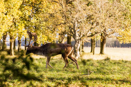 Close-up shot of a Red Deer grazing in Phoenix Park, Dublin, Ireland. Characterized by its white spots, this deer is the most commonly encountered type of deer in Irelandの写真素材