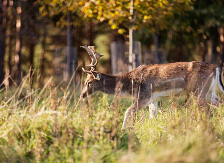 Close-up shot of a Red Deer grazing in Phoenix Park, Dublin, Ireland. Characterized by its white spots, this deer is the most commonly encountered type of deer in Irelandの写真素材