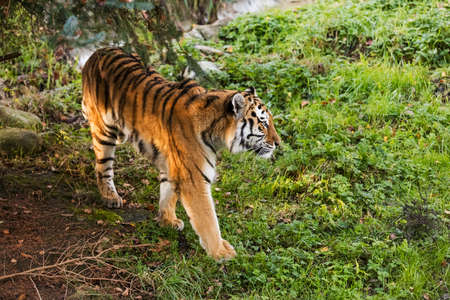 An adult tiger walking in a green forestの写真素材