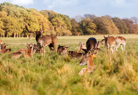 Wild Irish fauna, a herd of wild deer which roam and graze in Phoenix Park, Dublin, Irelandの写真素材