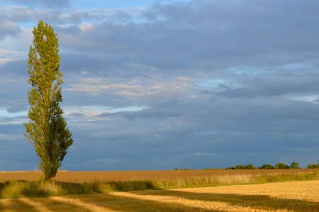 Poplar Tree In A Corn Field Under Stormy Cloudsの写真素材