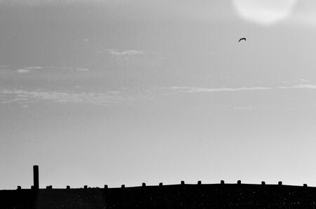 Bird Flying Over A Silhouetted Coastal Walkwayの写真素材