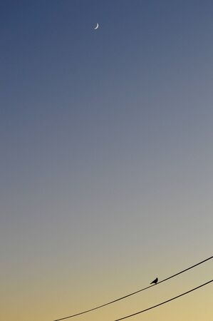 Small Bird On A Wire Under A Crescent Moonの写真素材