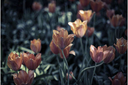 Flowersの写真素材