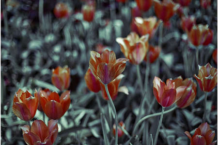 Flowersの写真素材