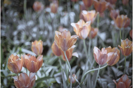 Flowersの写真素材