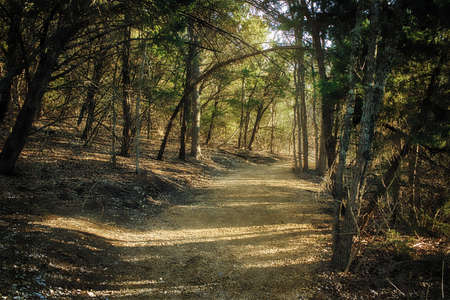 Trees On The Trail In The Forestの写真素材