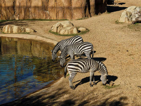 Zebraの写真素材