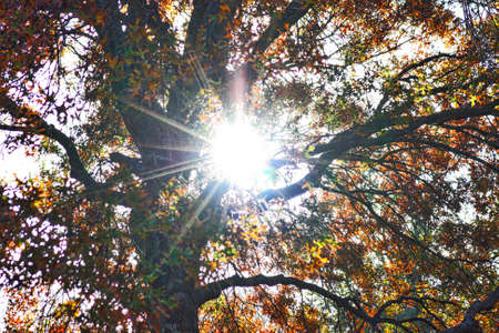 Treesの写真素材