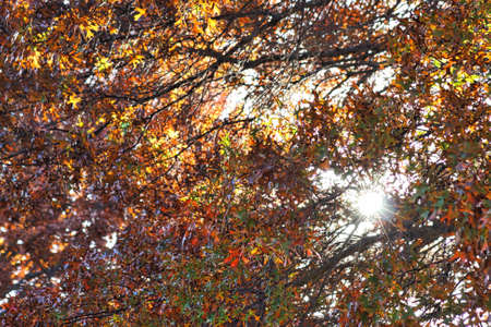 Treeの写真素材