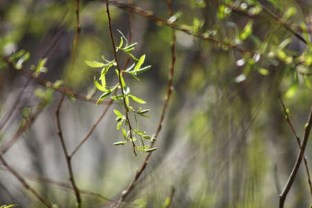 Treesの写真素材