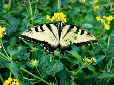Butterfly With Green Leaf Backgroundの写真素材