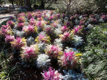 Fall Garden Flower With Wlakwayの写真素材