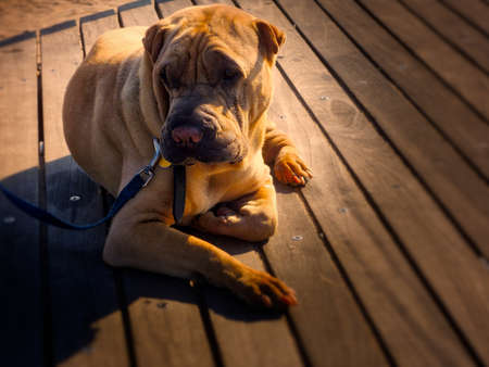 Brown Dogの写真素材