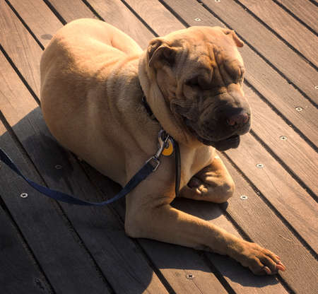 Tan Dogの写真素材
