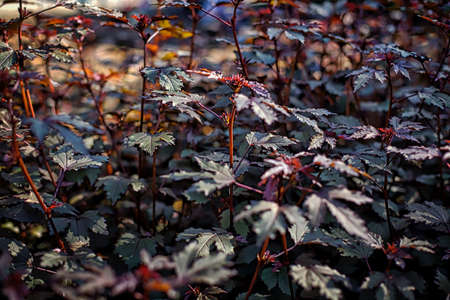 Red Leavesの写真素材