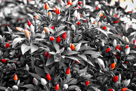 Red Flowers and Leavesの写真素材