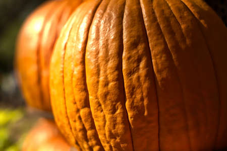 Pumpkinsの写真素材