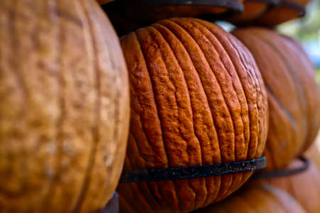 Pumpkinsの写真素材