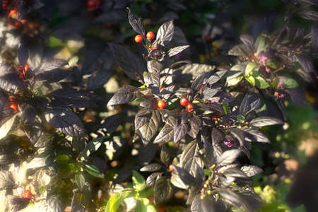 Red Berries and Leavesの写真素材