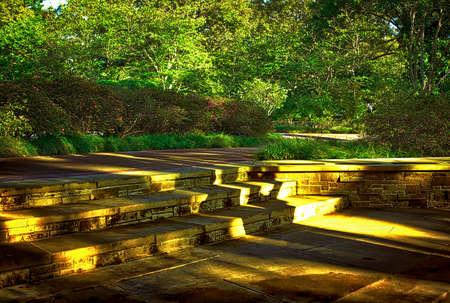 Steps With Treesの写真素材