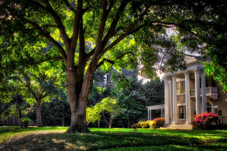 Trees and house