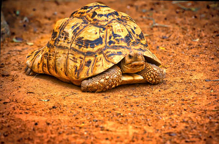 Turtleの写真素材