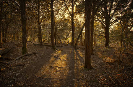 Forrestの写真素材