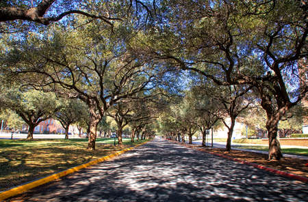 Trees In Parkの写真素材