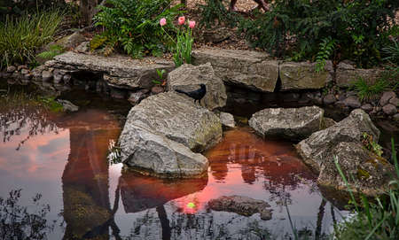 Pondの写真素材