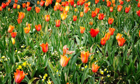 Red Flowersの写真素材