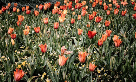 Red Flowersの写真素材